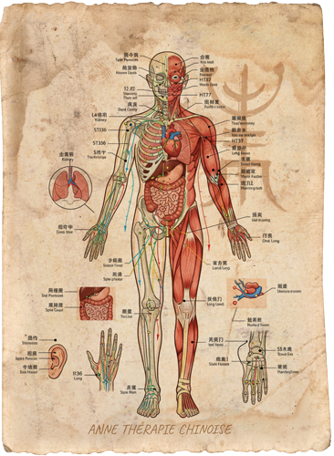 Méridiens Chi Yin/Yang