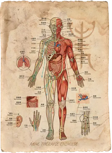 Méridiens Chi Yin/Yang
